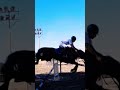 ⚠️not my vids⚠️ Never give up! #horses #horse