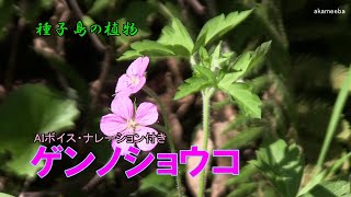 ゲンノショウコ 秋のころ茎の上部に長い花柄の先に紅紫色の花を1～2個咲かせた開花風景令和4年 AIボイスナレーション付き～種子島の植物