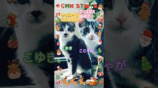 #メリークリスマス #猫のいる暮らし #こじゃがとこゆき #保護猫