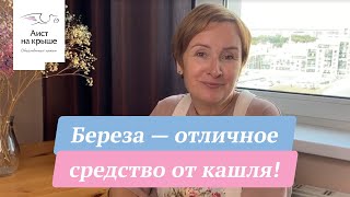 Береза — отличное средство от кашля!