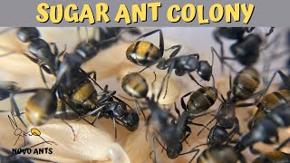 Golden Tail Sugar Ants - Camponotus aeneopilosus - Colony update