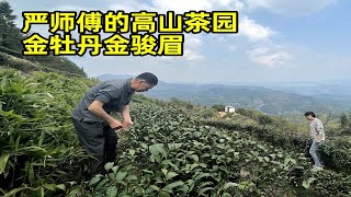 航拍严师傅的高山茶园，就明白为什么这里能出极品金牡丹金骏眉了