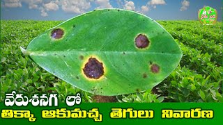 96 - వేరుశనగ లో తిక్కా ఆకుమచ్చ నివారణ  Groundnut Tikka leaf spot Control in telugu by Rythubadi