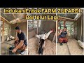 Indukan entok FARM ZUPARDI Bertelur lagi