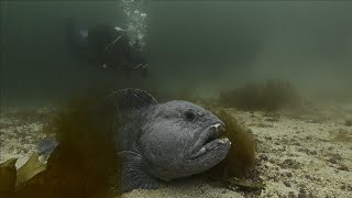 Grumpy wolf fish - Scuba diving outside Harstad in Northern Norway