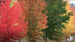 Le liquidambar : un arbre ornemental extraordinaire - Truffaut