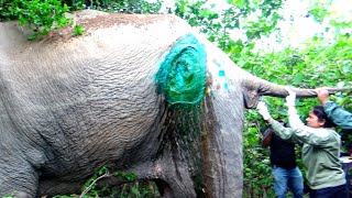 Abscess Popped from Elephants Leg, Timely treatment from Kind Humans Made Him Live Again.