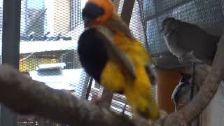 Orange Bishop male building nest in captive breeding