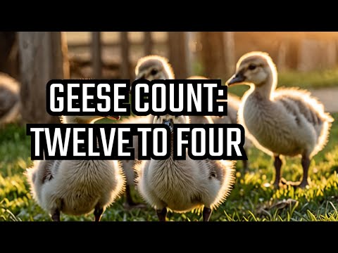 We started with TWELVE baby geese, but now we have FOUR!