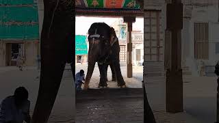 Adi Kumbeswarar Temple, Kumbakonam                            Elephant name - MANGALAM 🐘