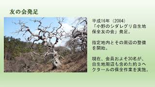 シダレグリ シンポジウム５　活動事例報告（１）長野県辰野町小野のシダレグリ自生地保全友の会