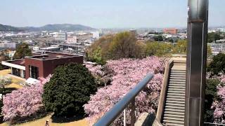 昼の　幸田文化公園　しだれ桜　Kouta culture park（kouta)