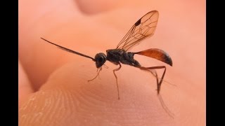 Endoparasitic wasp (Pristaulacus sp., Aulacidae)