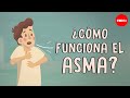 ¿Cómo funciona el asma? - Christopher E. Gaw