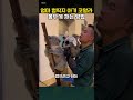 엄마 등 좋아하는 아기 코알라의 몸무게 재는 방법