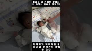 🍼🐶 내 거야! 강아지와 아기의 귀여운 쟁탈전!  심쿵주의