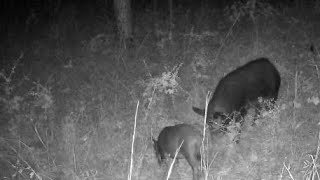 SOUTH ALABAMA DEER SEASON OPENER! HOG DOWN!