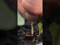 Growing Violet Radish in Stone Bowl from Seed to Harvest