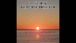 2025년 1월 1일 송정 대복호 방어,왕전갱이등 호조황