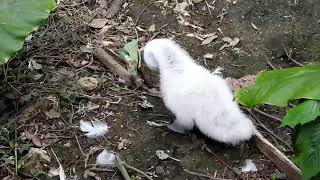 黑頸天鵝幼鳥-動物園(2)