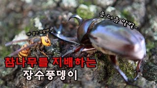 장수말벌 공격따위..최강 장수풍뎅이!! 다 날려버리는 헐크힘을 가졌다!! [정브르] / A beetle breeding