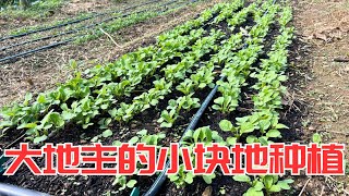 小块地也能种好菜，菜床，盆栽，起垄密植任你选择 | 大地主的小块地种植