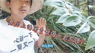 山边岩石上发现几颗野生黄精，枝杆粗壮挂满果实！养生好食材