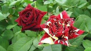 Beautiful Rose collection | Natural beautiful flowers #nature