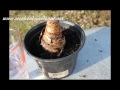 Planting an Amaryllis Bulb