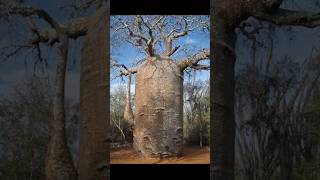 Baobab Tree 😲 #fact