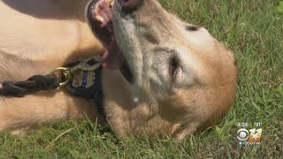 ATF Explosives Detection Canines Visit CBS 11