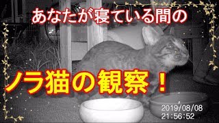 野良ニャンズ　徹夜のノラ猫観察