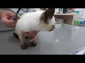 保護してから1ヶ月が経ったシャム子猫😹病院での2回目の受診の様子を🐱🐾📹