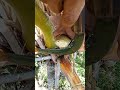 Fast cutting skills /Making coconut toddy  #nativewine #coconutwine #coconuttoddy