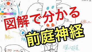 脳神経8番:前庭神経の走行や伝達を解説