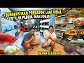 BELANJA 2 JUTAAN?? LANGSUNG DI PABRIK IKAN PREDATOR & CHANNA DI JOGJA