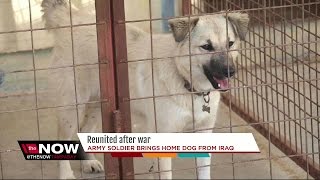 Soldier reunited with dog he adopted in Iraq