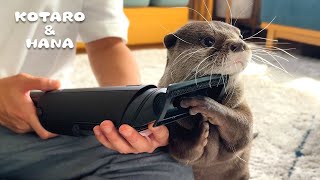 掃除機の吸引力を確かめるカワウソと抜け毛事情　Otter Experiments with a Vacuum's Suction