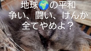 【魂の覚醒とレベルアップ＆5次元移行🤗】6月くらいで完了🩷それまでの地球🌍️の平和を取り戻そう❣️