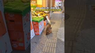 猴哥出来，顺便拿走两根香蕉#动物 #泼猴 #宠物