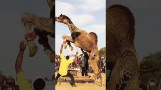 Camel dance video #camelculture #danceclips #horse #camelracing #dancevideos #dance #camells #elepha