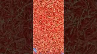 dry red chili at guntur province