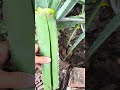 Miraculous aloe vera plants, they have great uses #shorts #aloevera