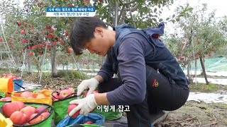 ['사과 따는 형제' 지형 씨의 험난한 농부 수업]