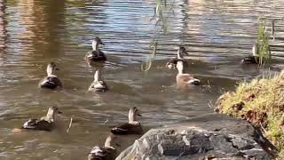 リアルくちばしアタック！カモたちの喧嘩。。。そして餌をくれないことに翼広激昂するカモ🦆