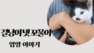 길냥이 넷 꼬물이 입양 이야기