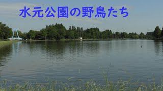 水元公園の野鳥たち