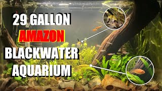 29 Gallon AMAZON Blackwater Aquarium | Planted Botanicals