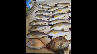 【香港艇釣精華】第1集- 螺洲釣魚魚獲Vlog ｜04-02-2022 #釣魚 #螺洲釣魚 #螺洲 #艇釣日誌 #釣魚影片 #釣魚日記 #香港釣魚 #港水 #港水釣魚 #雞魚 #南極蝦 #釣魚發燒友