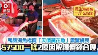 鴨脷洲魚檔1條海黃花售$7500 網民嘆食唔起 專家拆解指價錢合理